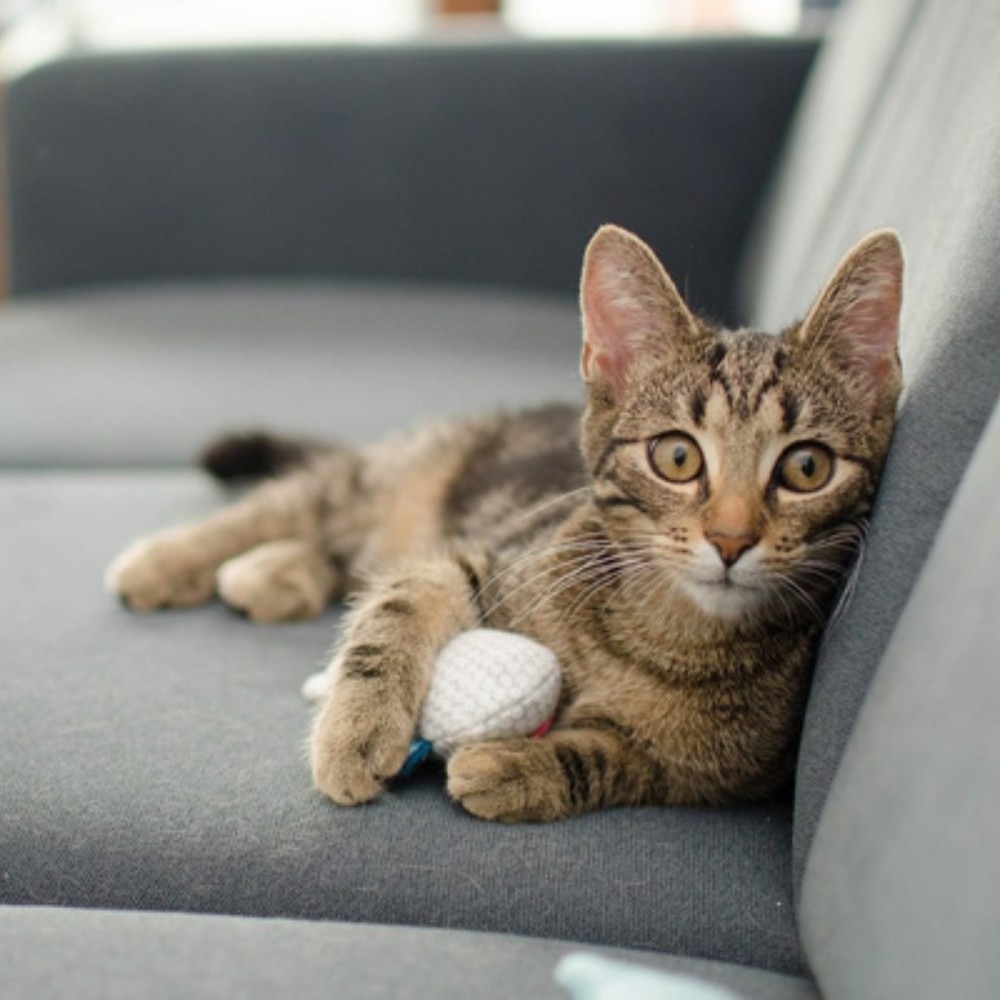 Meet your Posher, My